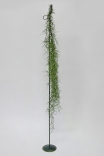 Ständer für eine Tillandsia usneoides Pflanze