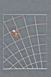 Spinnengitter aus Edelstahl mit einer Bronze Spinne