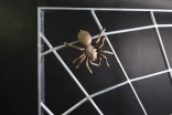 Spinnengitter mit einer massiven Spinne aus Bronze