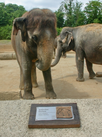 Zooschild Elefant