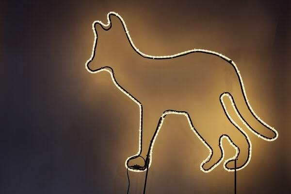 Dingo mit Lichtschlauch