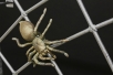 Gitter mit einer Bronzespinne