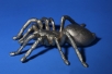 Bronze Spinne