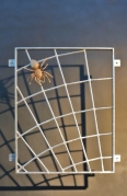 Spinnennetzgitter mit einer Spinne aus massiver Bronze