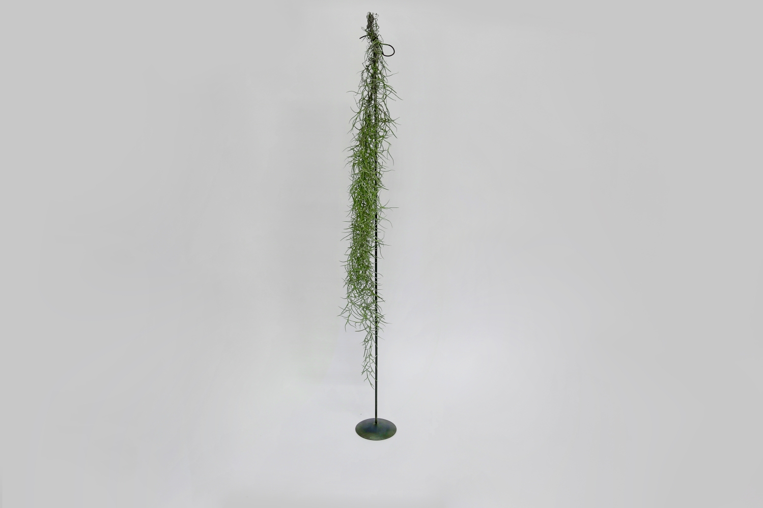 Ständer für eine Tillandsia usneoides Pflanze