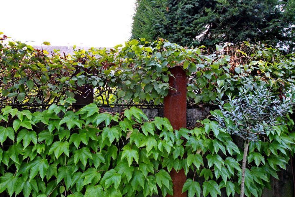 Sichtschutz Wand aus 3mm aus Rost Stahl