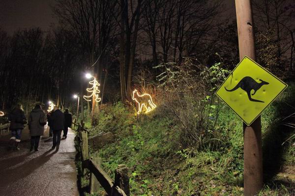 Leuchtender Wolf für den Winterzoo Hannover