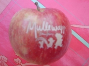 Gelaserte Äpfel für Mullewapp im Zoo Hannover