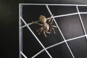 Spinnengitter mit einer massiven Spinne aus Bronze