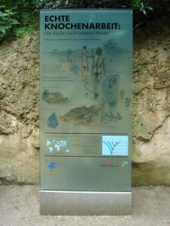 Echte Knochenarbeit, Glasstele für den Gorillaberg im Zoo Hannover