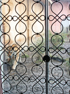 Tiger Gitter Zoo Hannover