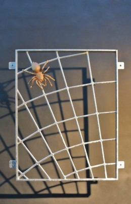 Spinnennetzgitter mit einer Bronzespinne