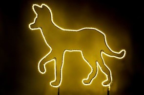 Leuchtender Dingo für den Winter-Zoo 2012 in Hannover