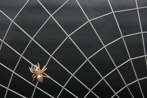 Die Spinne ist fensterseitig bei diesem Spinnennetz Gitter montiert