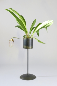 Halter für eine Dracula Orchidee