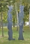 2 rostige Skulpturen aus plasmagetrenntem Stahl
