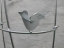 gelaserter Vogel aus Stahl