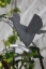 Rankgitter aus feuerverzinktem Stahl mit niedlichen gelaserten Vögel