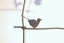 Vogelgitter aus 12 mm verzinktem und lackiertem Rundstahl als Rankhilfe