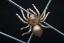 Die Spinne ist fensterseitig bei diesem Spinnennetz Gitter montiert