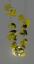 Ginkgo Leuchte - Kronleuchter mit großen, vergoldeten Ginkgo Blättern in Stahl