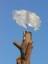 Edelstahl Schäfchenwolke befestigt an einem Baum
