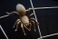 Spinnen Gitter aus Edelstahl - optional mit Bronzegußspinne