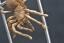 Spinnengitter aus Edelstahl mit einer Bronze Spinne