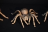 Es gibt wieder neue, aus Bronze gegossene Vogelspinnen